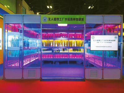 成都科学家在实验室种水稻 成熟只需60天